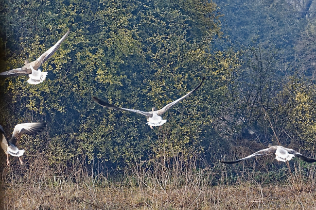 Keoladeo national park-081